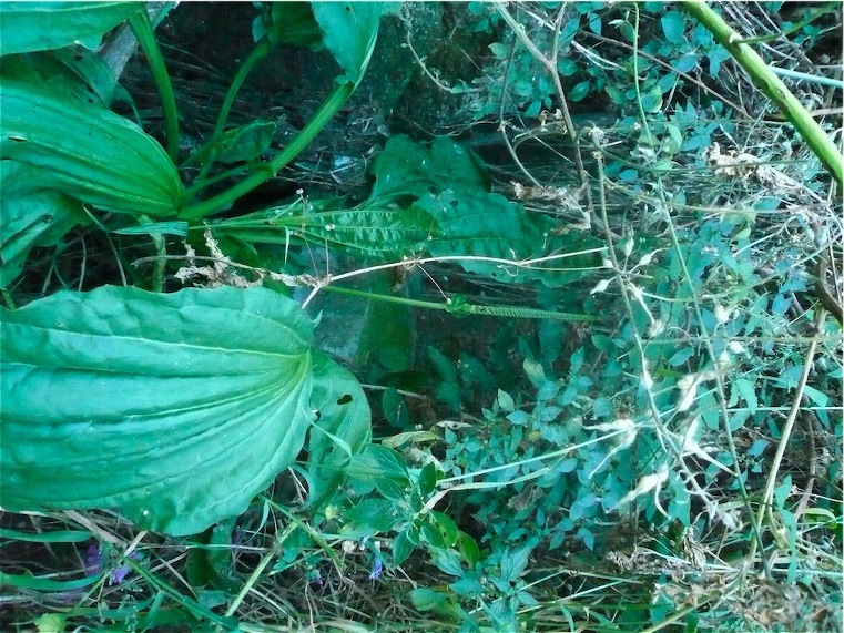 Plantago major